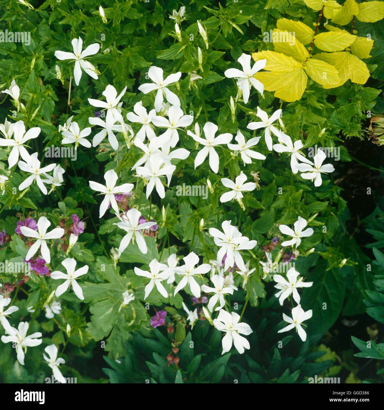 Viola cornuta - `Alba'   ALP059655 Stock Photo